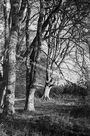 BIRR CASTLE  GARDEN